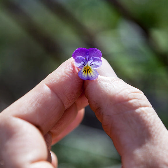 edible purple viola flowers