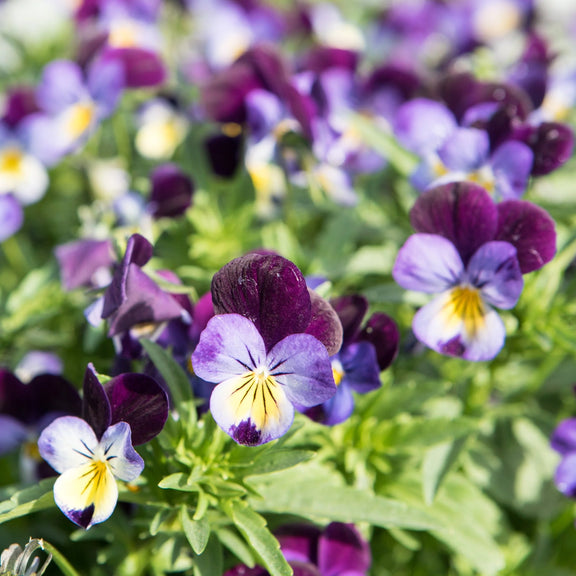 purple viola flowers grown from seeds