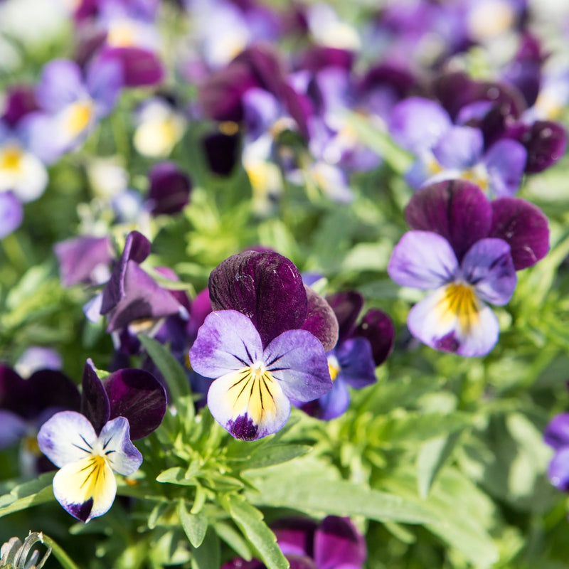 purple viola flowers grown from seeds