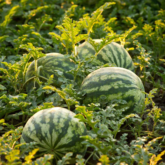watermelon growing using bush sugar baby watermelon seeds