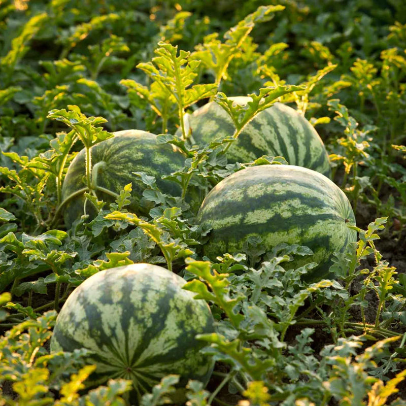 watermelon growing using bush sugar baby watermelon seeds