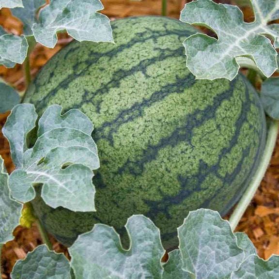 grow watermelon at home seeds