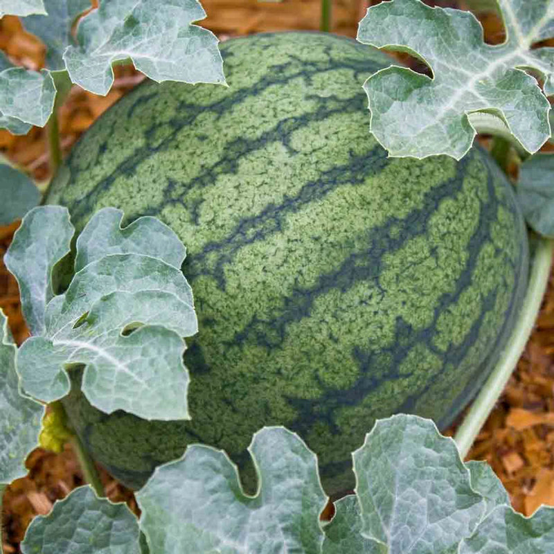 grow watermelon at home seeds
