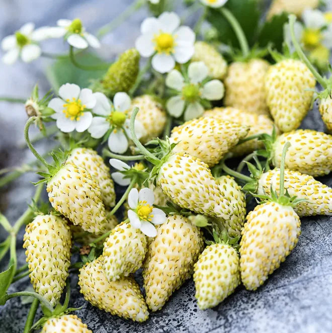 unique strawberry variation - white strawberries