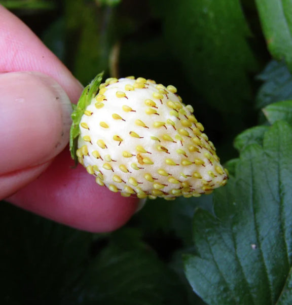 Australian grown unique white strawberry