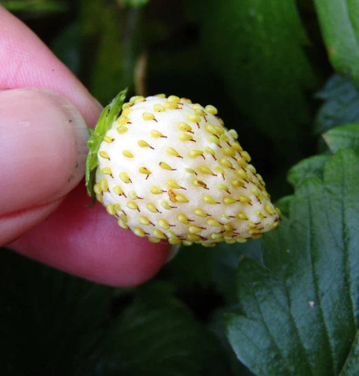 Australian grown unique white strawberry