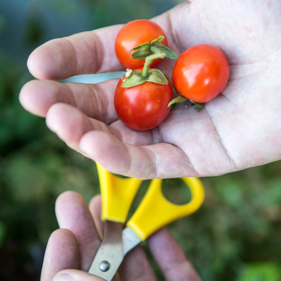 grow tomatoes at home seeds
