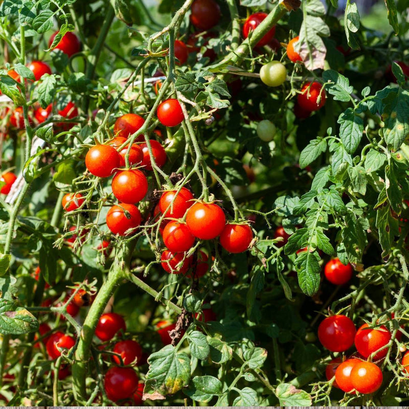 tomatoes grown from seeds - garden australia