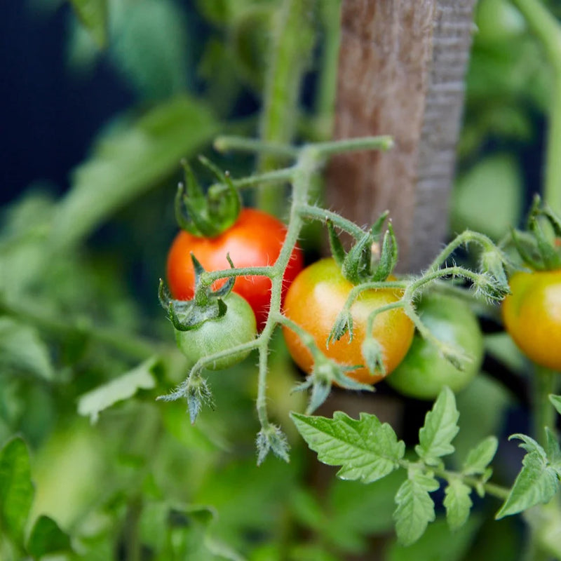 cherry tomatoes 